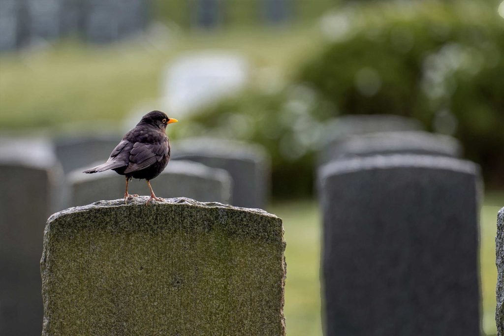 A blackbird on a headstone in a cemetery