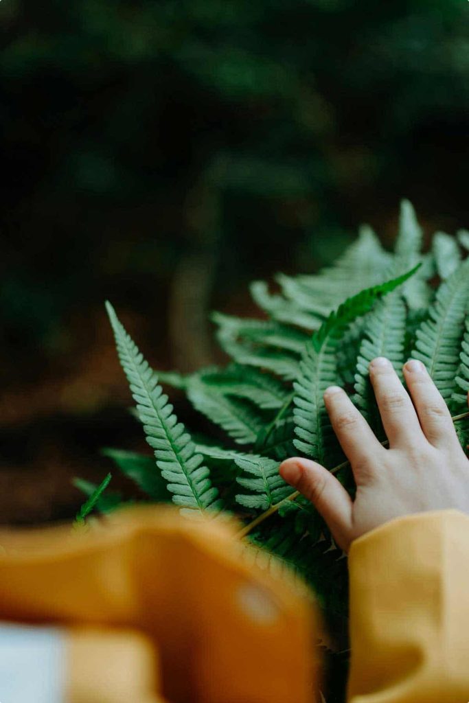 A child reaching out to touch a fern
